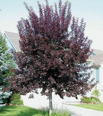 Canada Red Choke Cherry Tree - 8-14