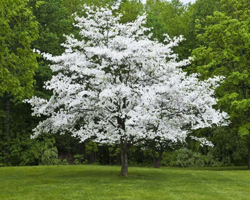 2 White Flowering Dogwood Trees - Live Potted Plants - 10-16