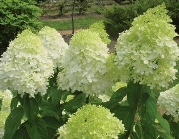 2 Limelight Hydrangea Shrubs/Bushes - Live Plants - 6-10