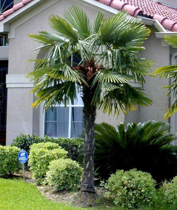 10 Windmill Palm Trees - 5-8