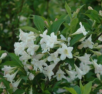 2 White Weigela Rounded Shrubs - Live Plants - 6-12