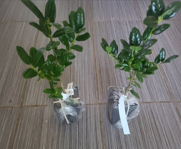 2 China Girl Holly Shrubs - Live Potted Plants - 6-12