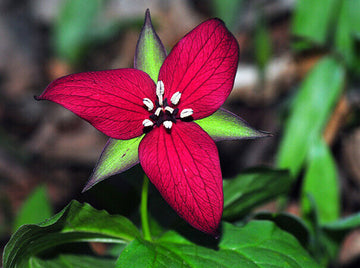 10 Red Trillium Bulbs - Red Wakerobin, Stinking Benjamin, Wet Dog Wakerobin