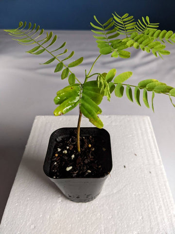 Royal Poinciana - Flamboyant - Flame Tree - 3-6