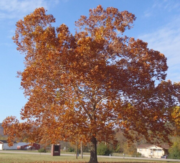 American Sycamore Tree - 24-36