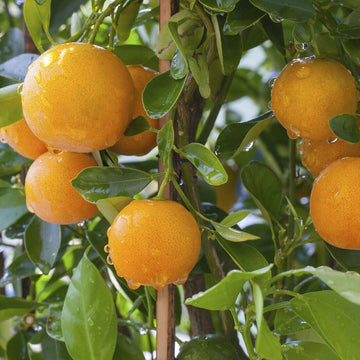 Hamlin Sweet Orange Tree - 24-36