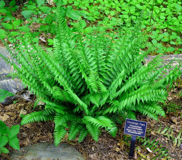 20 Christmas Fern Root Systems, Christmas Dagger - Polystichum acrostichoides