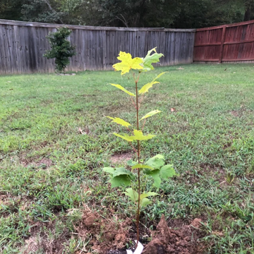 Sugar Maple Tree - Live Potted Plant - Quart Pot - 10-18