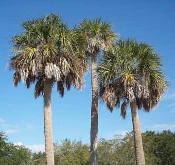 Cabbage Palm Trees - 8-10