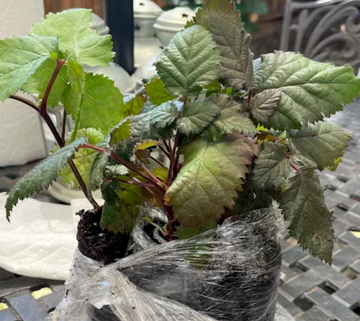 5 Triple Crown Blackberry Bushes/Shrubs - Live Berry Plants - Ships Bareroot