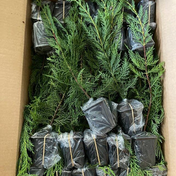 25 Leyland Cypress Trees - Live Plants - 6-12