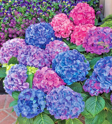 LA Dreamin Dreaming Hydrangea Shrub/Bush - 8-10