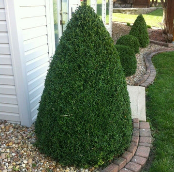 Green Mountain Boxwood Shrub/Bush - Live Potted Plant - 6-12