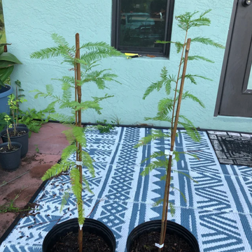 Bald Cypress Tree - Live Plant - 18-24