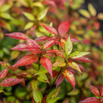 2 Dwarf Nandina Firepower Shrubs, Heavenly Bamboo, 4-8