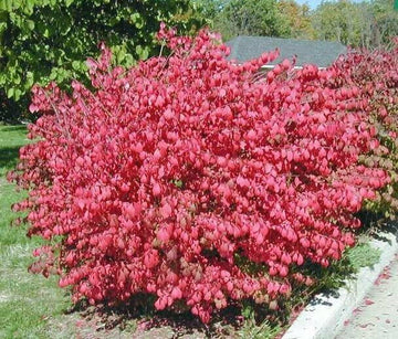 10 Dwarf Burning Bushes/Shrubs - Live Plants - 6-12