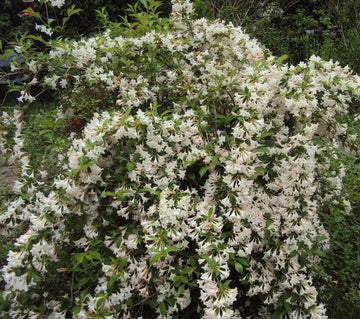 White Weigela Rounded Shrub - 6-12