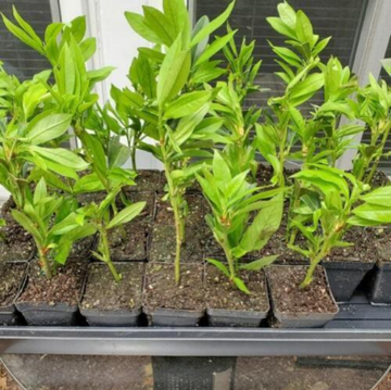 2 Cherry Laurel Shrubs/Hedges/Trees - 6-12