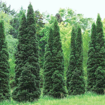 90 Thuja Green Giant Arborvitae Trees/Shrubs, 6-12