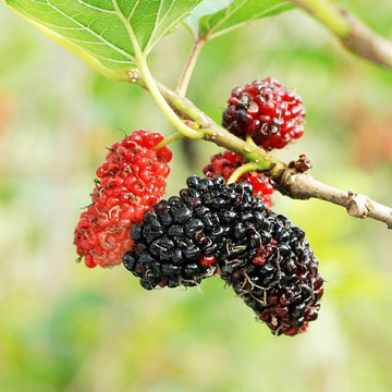 Red Mulberry Tree - 6-12