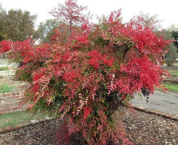 Heavenly/Sacred Bamboo Shrub, 6-10