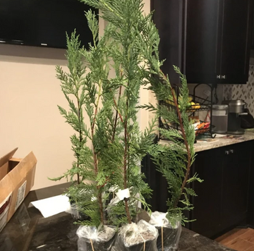 Leyland Cypress Tree - Live Plant - 6-12