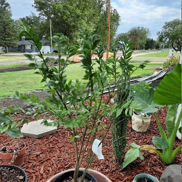 Dwarf Burning Bush/Shrub - Gallon Pot - 12-18