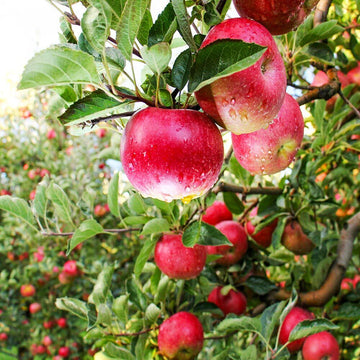 Pink Lady Apple Tree - 24-36