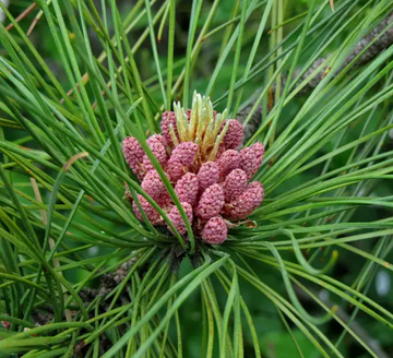 3 Red Pine Trees (Norway Pine) - 12-24