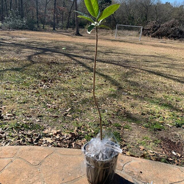 Southern Magnolia Tree - 12-24