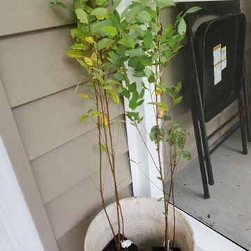 2 River Birch Multi-Stem Trees - Live Potted Plants - 12-18