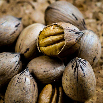 5 Pecan Trees - 6-12