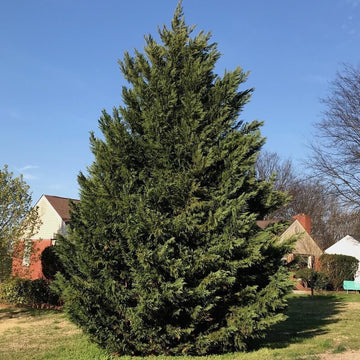 20 Leyland Cypress Trees - 8-14