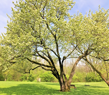 Washington Hawthorn Tree - 12-24