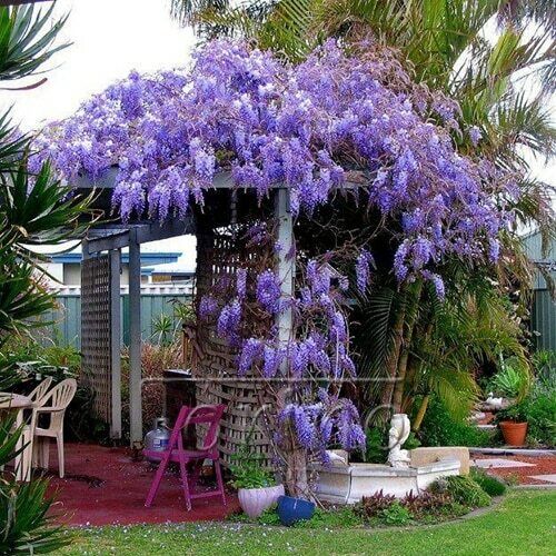 Live Tree Live Chinese Weeping Blue Wisteria Plant - Spectacular Flowering  Perennial For Gardens Potted Wisteria Plant