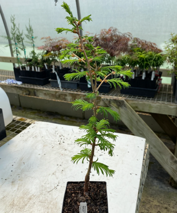 2 Dawn Redwood Trees - Live Potted Plants - 8-12