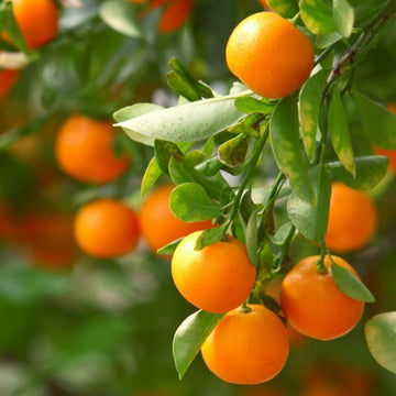 Clementine/Algerian Mandarin Tree - Semi-Dwarf - 18-36