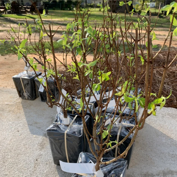 2 Little Lime Panicle Hardy Hydrangea Shrubs - 6-10