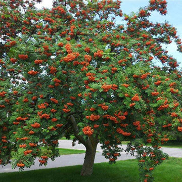 American Mountain Ash Tree - 18-24