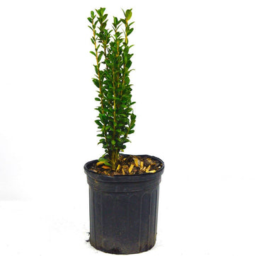 Sky Pencil Japanese Holly Shrub/Tree/Hedge - 12