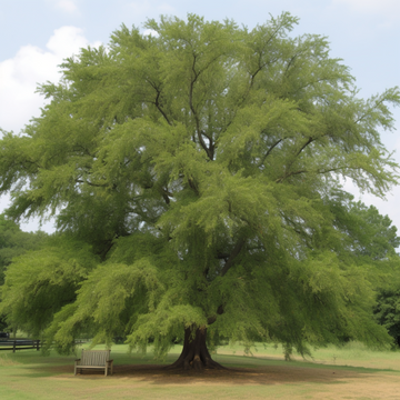 2 Willow Oak Trees - 12-18