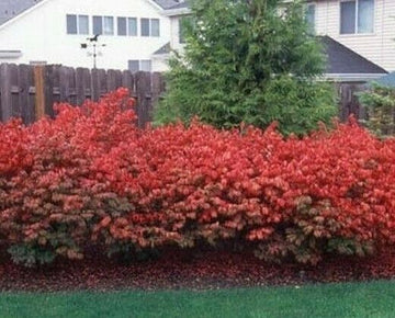 Dwarf Burning Bush/Shrub - Live Plant - Bare Root - 6-12