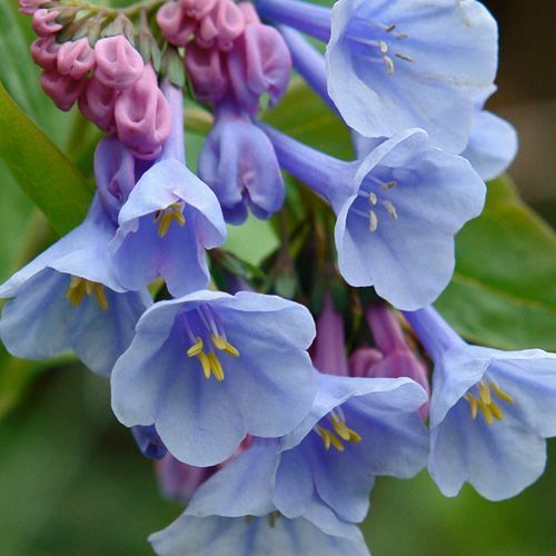 20 Virginia Bluebell Flowers/Roots - Blue Bell Plants - Mertensia virg