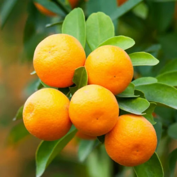 Dwarf Brown Select Satsuma Orange Tree - 26-30