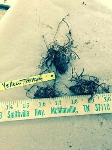 5 Yellow Trillium Root Systems/Bulbs, Wildflower - Yellow Wake Robin - T. luteum