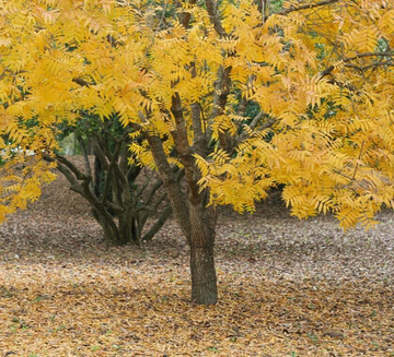 2 Thornless Honey Locust Trees - 18-24