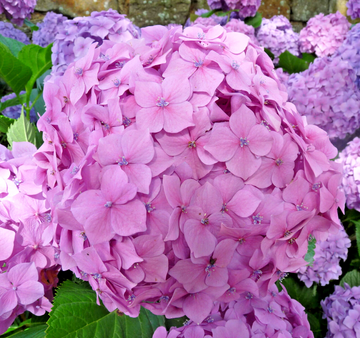 Goliath Hydrangea Shrub/Bush - 8-12