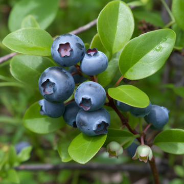 Bluejay Northern Highbush Blueberry Bush - 18-24