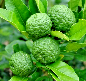 Kaffir Lime Tree (Thai Lime Bush) - 12-15