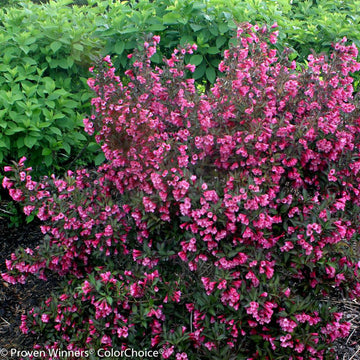 2 Wine & Roses Shrubs - 6-12